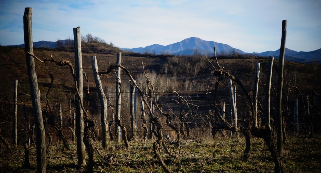 Il Monte Tobbio visto dalle vigne